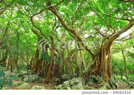 Yanbaru National Park Daisekirinzan Banyan Tree Yanbaru National Park Daisekirinzan Banyan Tree 84082438