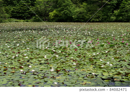 Water lily and Nishikigoi Water lily and Nishikigoi 84082471