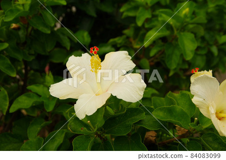 Rare white hibiscus Okinawa resort flower white 84083099