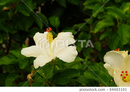 Rare white hibiscus Okinawa resort flower white 84083101
