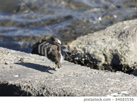 野鳥公園的鷸 野鳥公園的鷸 84083556