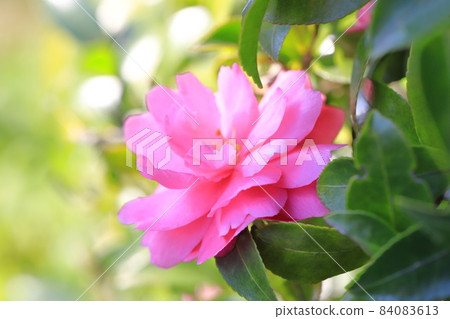 粉紅色的山茶科花 Sasanqua 粉紅色的山茶科花 Sasanqua 84083613