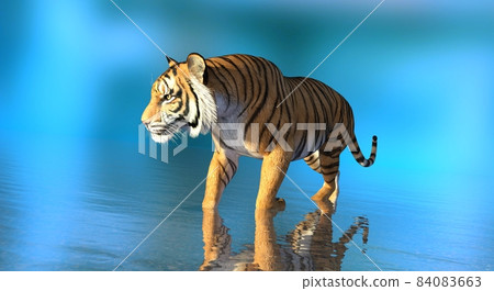 Tiger in water on blue background 3d illustration 84083663