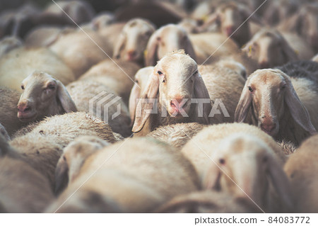 herd of sheep during the autumn transhumance 84083772