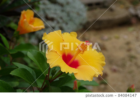 Rare yellow hibiscus Okinawa resort flower white 84084147