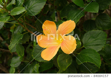 Rare yellow hibiscus Okinawa resort flower white 84084157