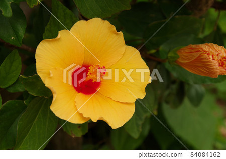 Rare yellow hibiscus Okinawa resort flower white 84084162