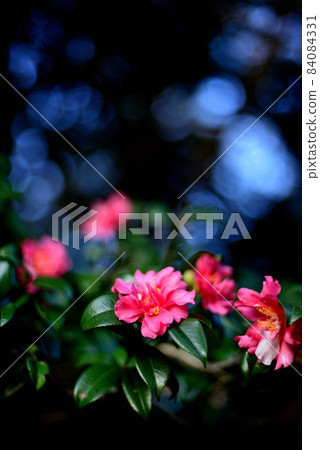 茶梅紅色的花 84084331
