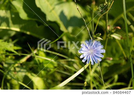 Blue chicory flower with grass and leaves and copy space 84084407