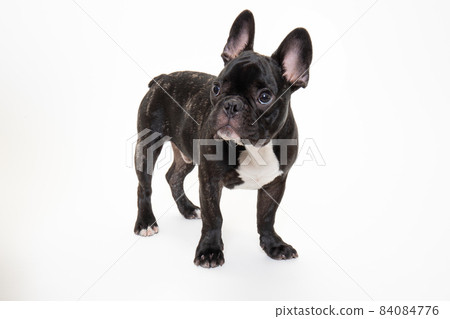 French bulldog 6 best sale months
