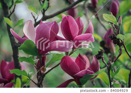 Magnolia spring flowers 84084929