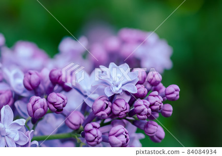 Lilac flowers macro 84084934