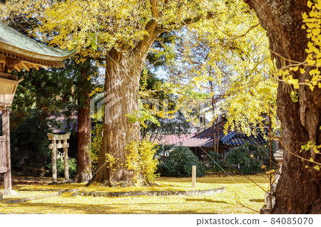 Ginkgo 84085070