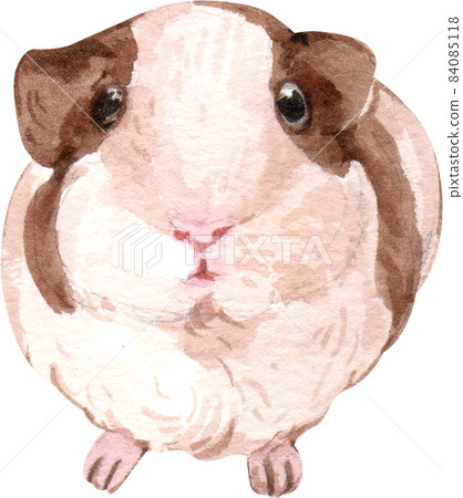 Guinea Pig Watercolor illustration isolated Guinea Pig Watercolor illustration isolated 84085118