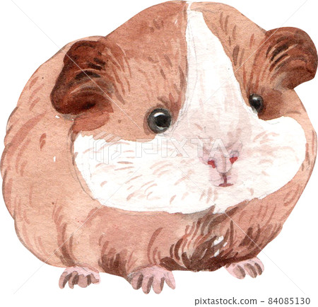 Guinea Pig Watercolor illustration isolated 84085130