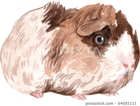 Guinea Pig Watercolor illustration isolated 84085131
