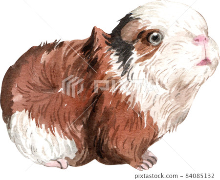 Guinea Pig Watercolor illustration isolated Guinea Pig Watercolor illustration isolated 84085132