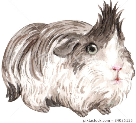 Guinea Pig Watercolor illustration isolated Guinea Pig Watercolor illustration isolated 84085135