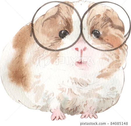 Guinea Pig Watercolor illustration isolated Guinea Pig Watercolor illustration isolated 84085148