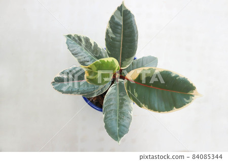 Decora Tree, Indian Rubber Tree or Rubber Plant Decora Tree, Indian Rubber Tree or Rubber Plant 84085344