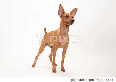 Studio photo of Miniature Pinscher (Red, 6 months) 84085541