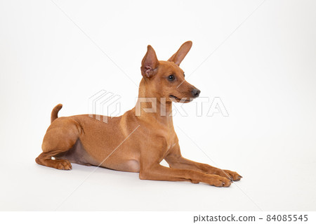 Studio photo of Miniature Pinscher (Red, 6 months) Studio photo of Miniature Pinscher (Red, 6 months) 84085545
