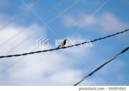 Birds on a wire against blue sky with clouds 84085668