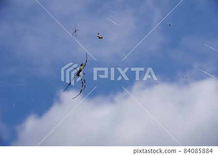 Jiro Spider 84085884
