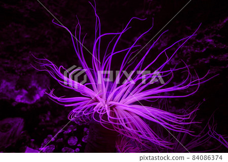 Sea anemone on a coral reef 84086374