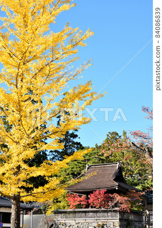 Koyasan Six o'clock Bell (Ginkgo Yellow Leaves) [Koya-cho, Ito-gun, Wakayama Prefecture] 84086839