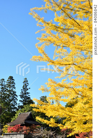 Koyasan Six o'clock Bell (Ginkgo Yellow Leaves) [Koya-cho, Ito-gun, Wakayama Prefecture] 84086842