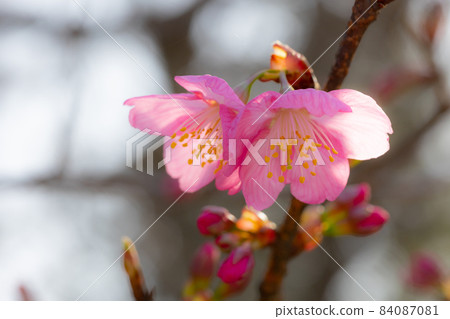 Sakura, a Japanese flower that colors encounters and farewells 84087081