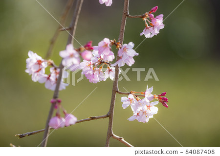 櫻花,一種為相遇和告別著色的日本花 櫻花,一種為相遇和告別著色的日本花 84087408