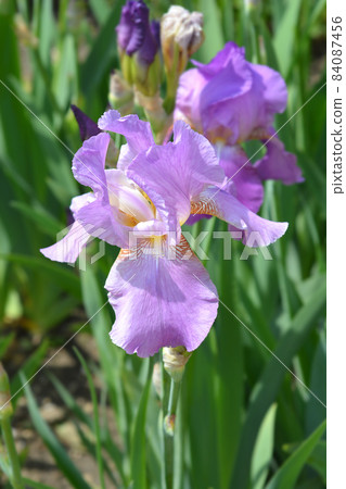 Tall bearded iris Pink Plume 84087456