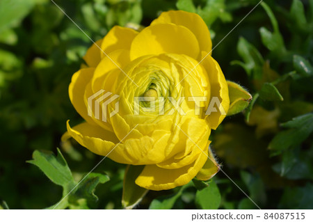 Persian buttercup Persian buttercup 84087515