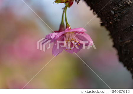 Sakura, a Japanese flower that colors encounters and farewells Sakura, a Japanese flower that colors encounters and farewells 84087613