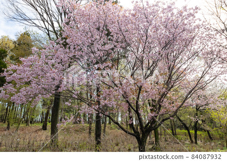 Sakura, a Japanese flower that colors - Stock Photo [84087932