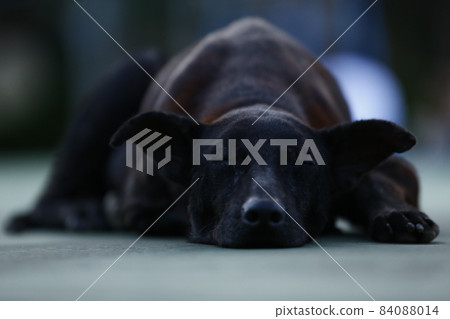 Black dog 84088014