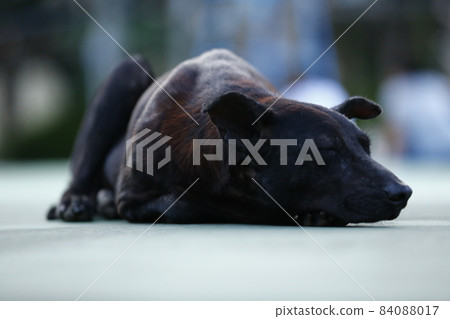 Black dog 84088017