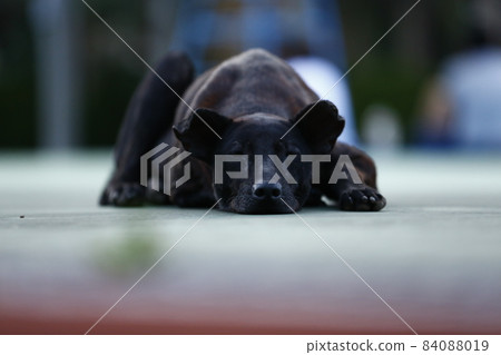 黑狗 84088019