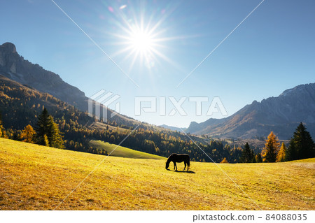 Cute hairy horse in an autumn meadow in the Dolomite Alps 84088035