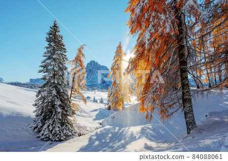 Picturesque landscape with orange larches covered by first snow Picturesque landscape with orange larches covered by first snow 84088061