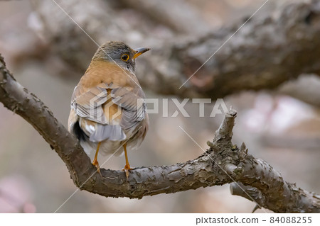 Pale thrush, a winter bird who likes to act alone and jumps to find food Pale thrush, a winter bird who likes to act alone and jumps to find food 84088255