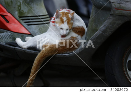wildcat 84088670