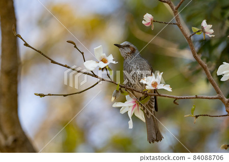 In order to be lively and conspicuous, the rare birds bulbul and magnolia kobus flowers are familiar in Japan but overseas. 84088706