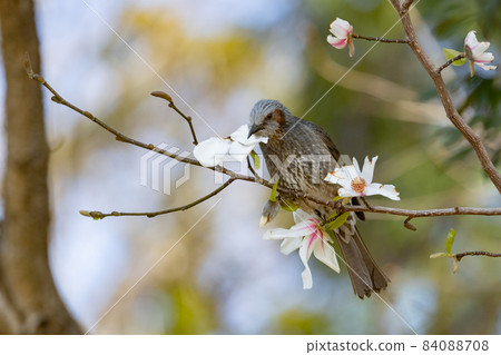 In order to be lively and conspicuous, the rare birds bulbul and magnolia kobus flowers are familiar in Japan but overseas. In order to be lively and conspicuous, the rare birds bulbul and magnolia kobus flowers are familiar in Japan but overseas. 84088708
