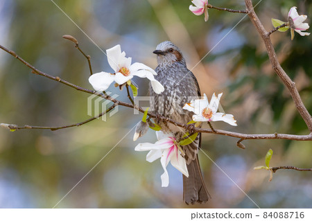 In order to be lively and conspicuous, the rare birds bulbul and magnolia kobus flowers are familiar in Japan but overseas. 84088716