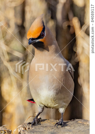 A characteristic headed winter bird, Japanese waxwing, which is popular with wild bird fans 84089117