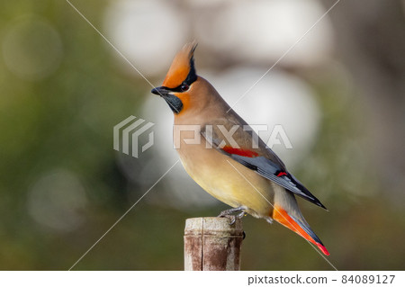 一種頗受野鳥愛好者喜愛的冬日特色頭鳥——日本蠟翅 84089127