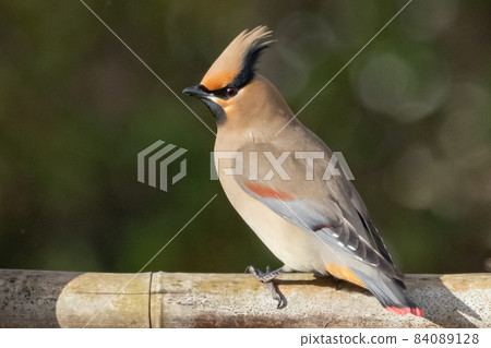 一種頗受野鳥愛好者喜愛的冬日特色頭鳥——日本蠟翅 84089128